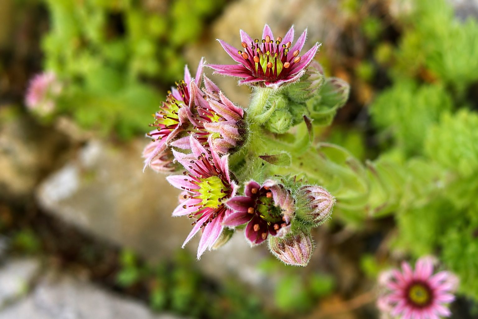 Close-up van een bloeiend huislook tussen stenen en groene vetplanten in de tuin